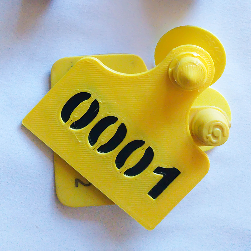 Caravanas y Collares